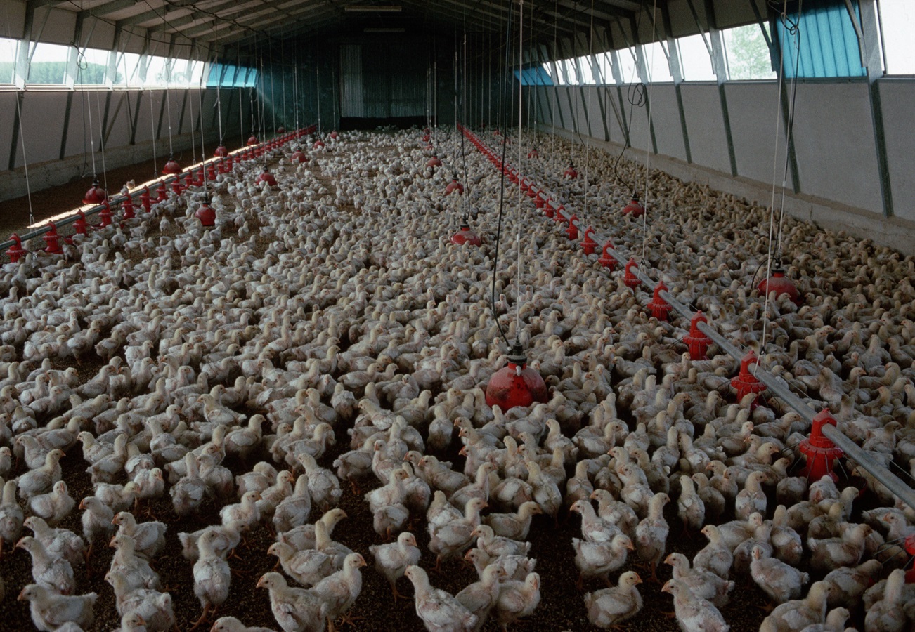 I produttori di pollame bielorussi farebbero meno uso di antibiotici